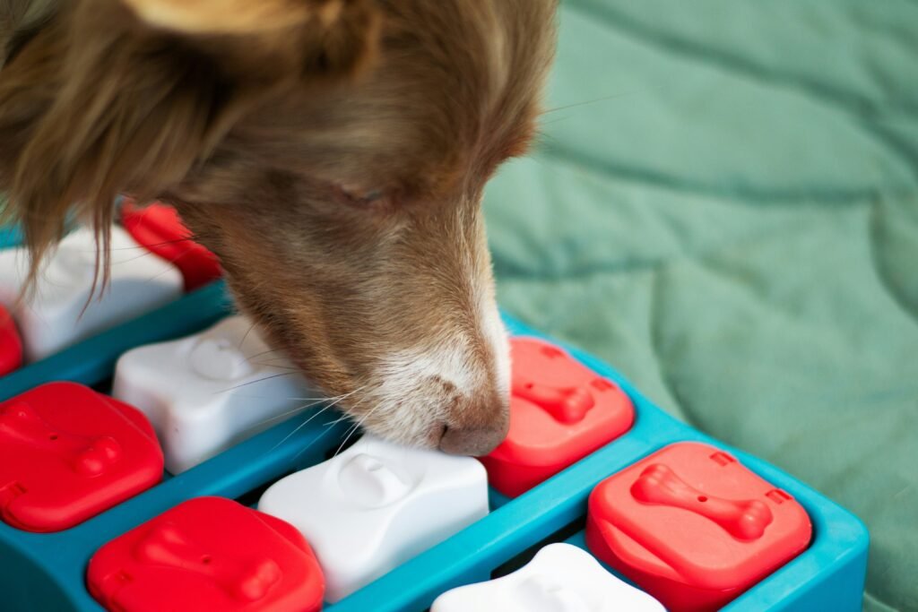 Dog playing with a puzzle toy at home, showing a healthy outlet for energy and boredom.