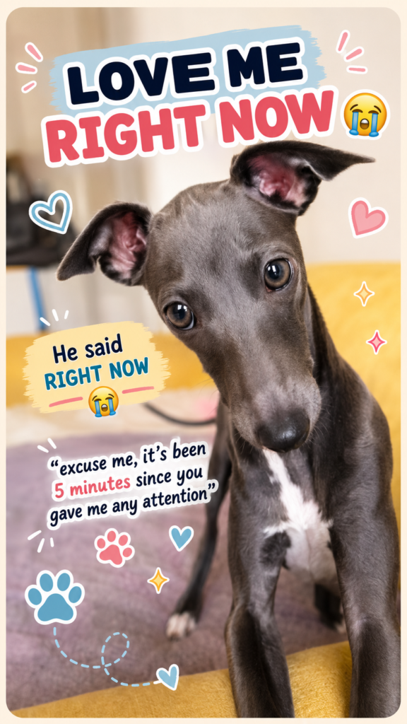 Italian Greyhound puppy asking for attention thumbnail for CloudyAww Daily Awws