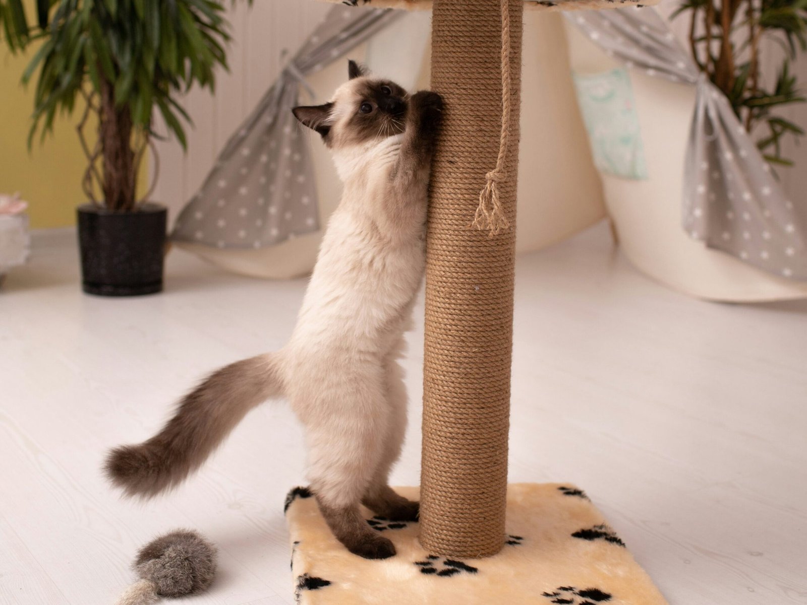 Pet using a safe toy or enrichment activity at home, showing how cats and dogs can redirect chaotic energy into healthier behaviour.