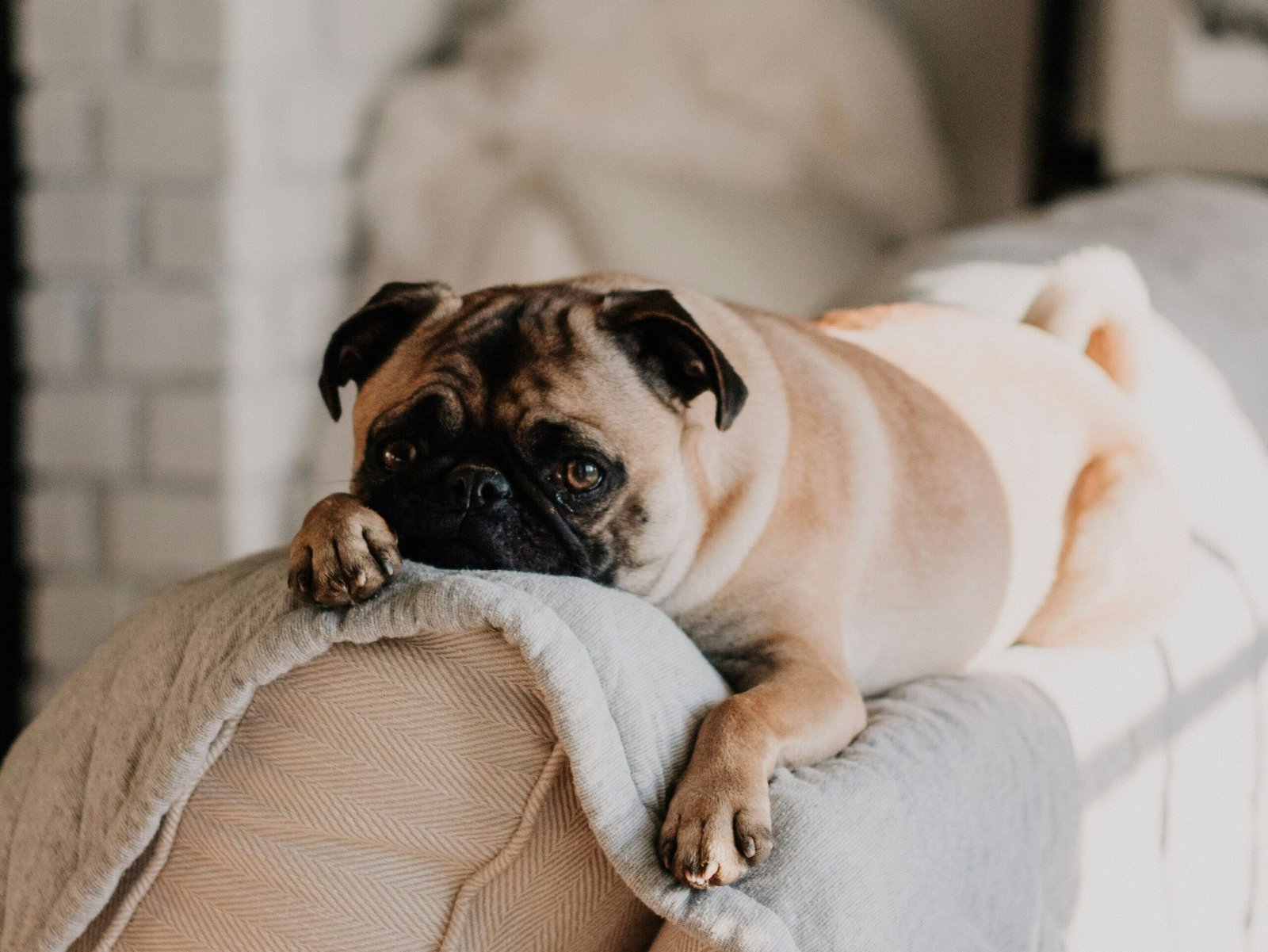 Calm pet resting at home, showing the difference between harmless pet chaos and behaviour that may need extra support.