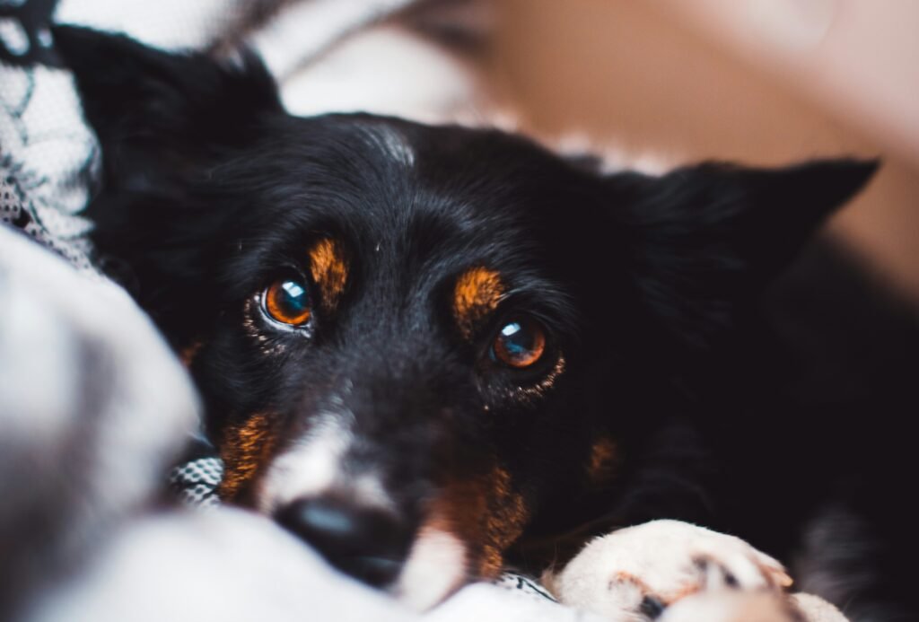 Funny pet looking guilty or proud at home after causing a small mess, showing why tiny pet dramas feel so relatable.