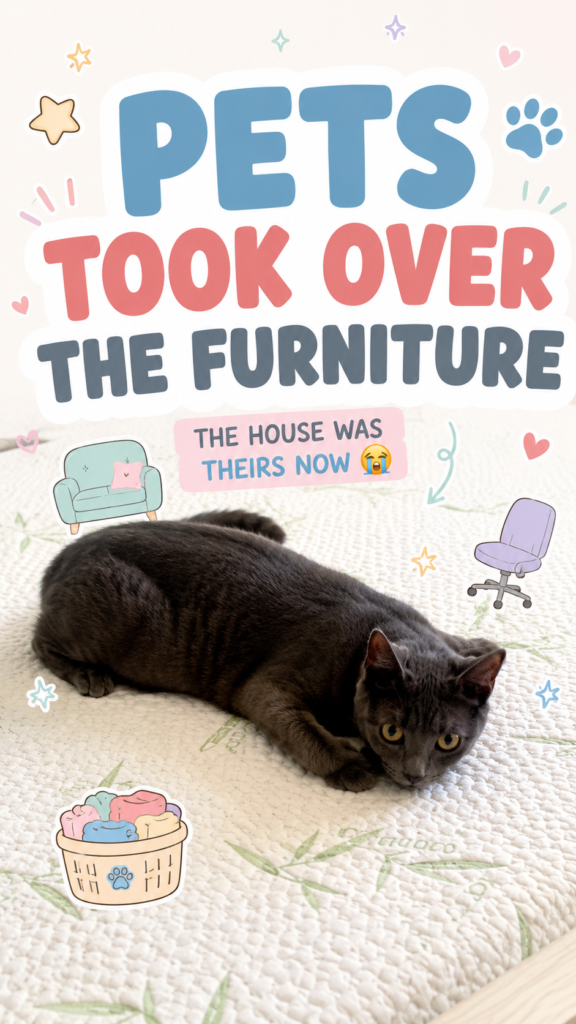 A grey cat lying on a bed like it owns the furniture, with pastel CloudyAww-style text saying “Pets Took Over the Furniture.”