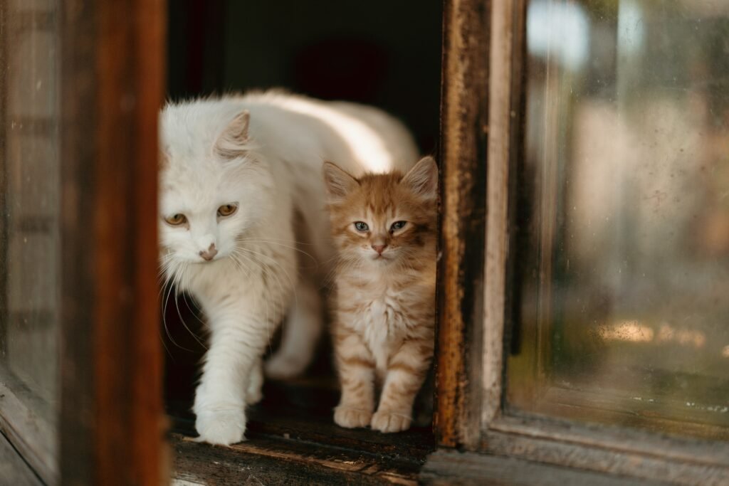 Cat sitting near a doorway inside a cozy home.
