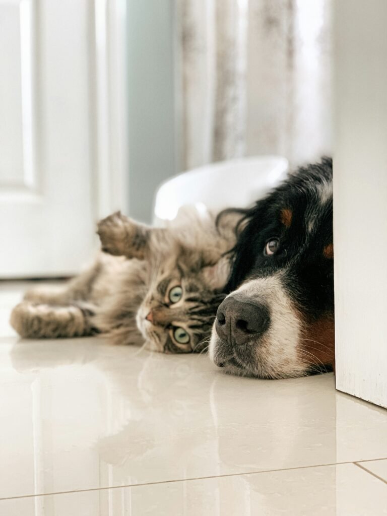 A dog and cat relaxing near a doorway in a cozy home.
