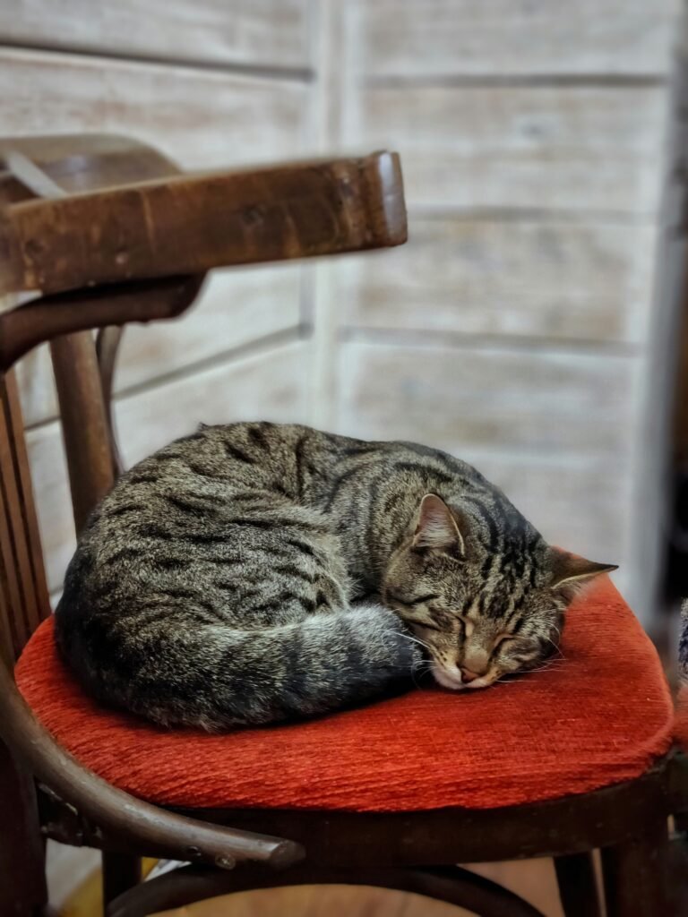 Cat sitting on a favourite chair in a cozy home.