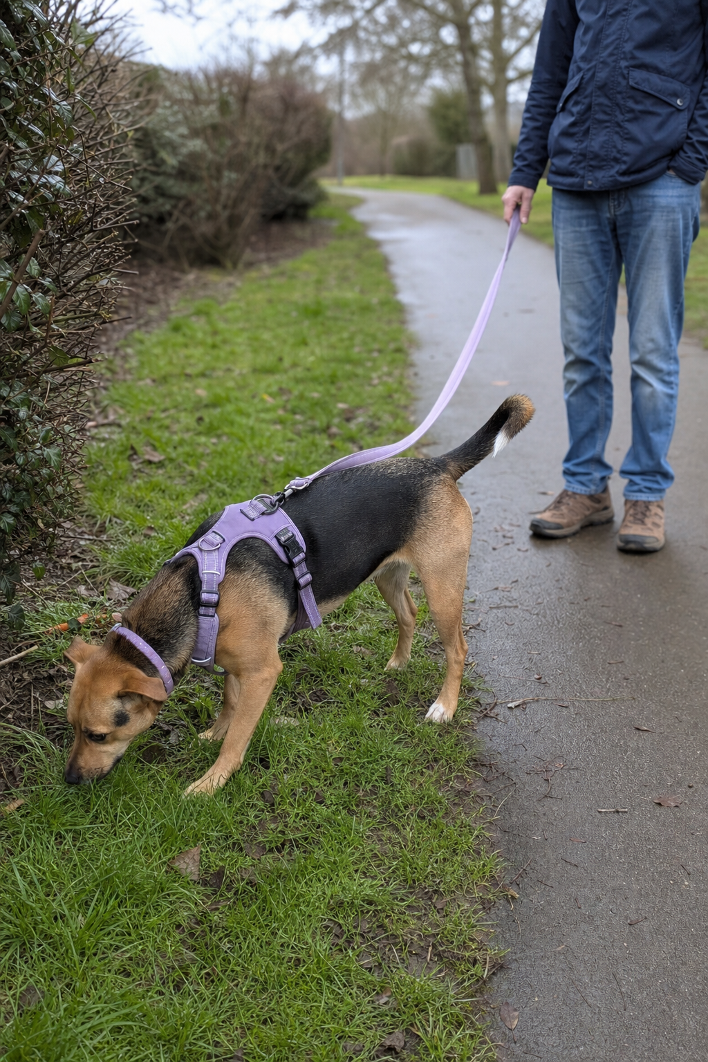A relaxed mixed-breed dog pauses to sniff a leafy verge beside a quiet park path while its owner waits with a loose lead.