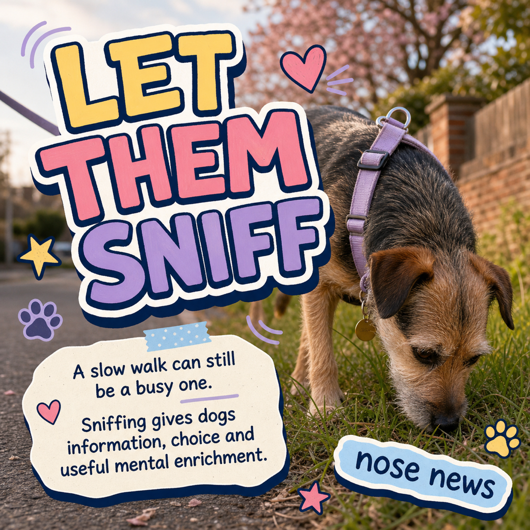 A Better Dog Walk Starts With Time to Sniff