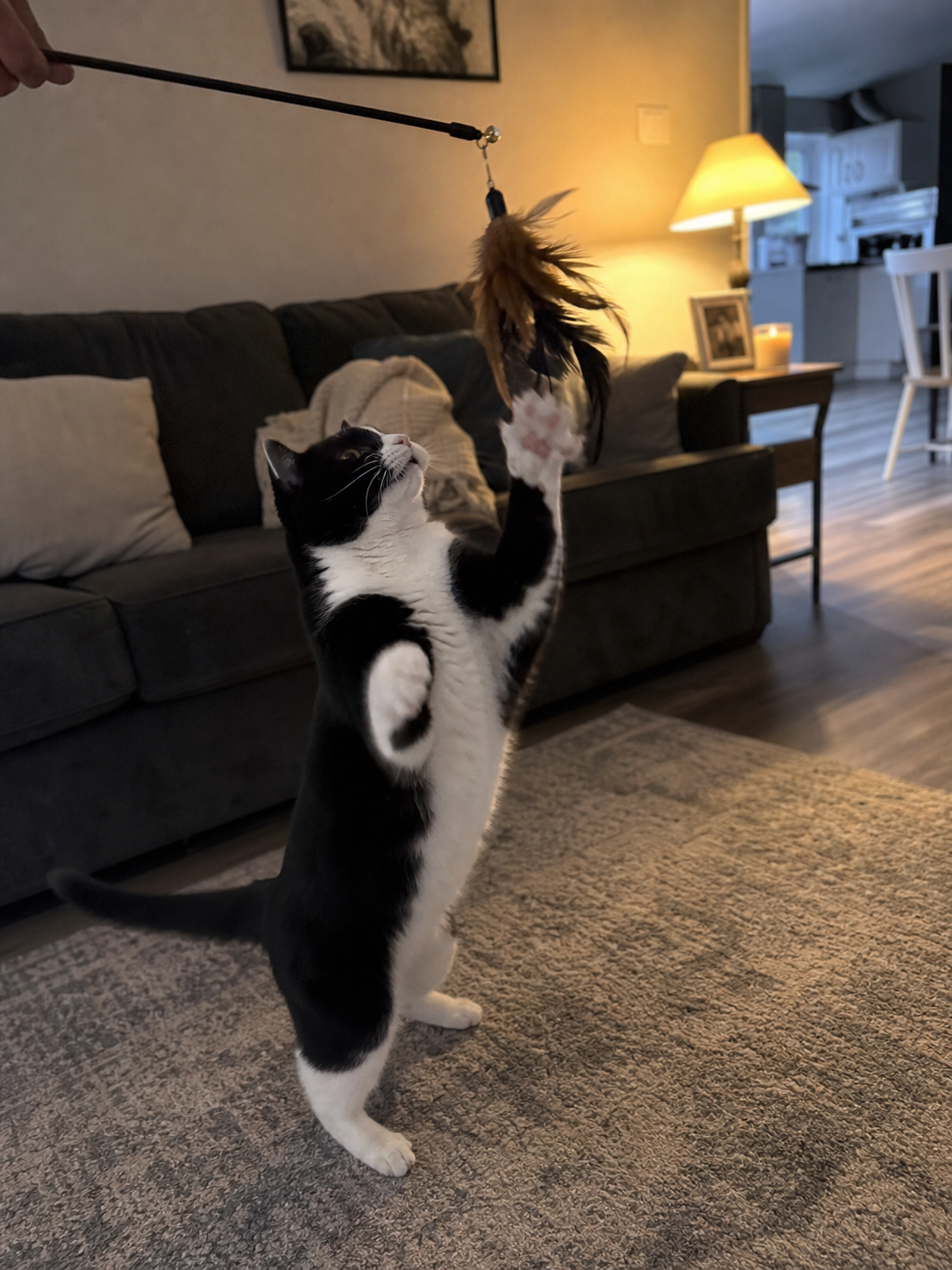 A black-and-white cat plays with a wand toy in a cozy living room during the evening.