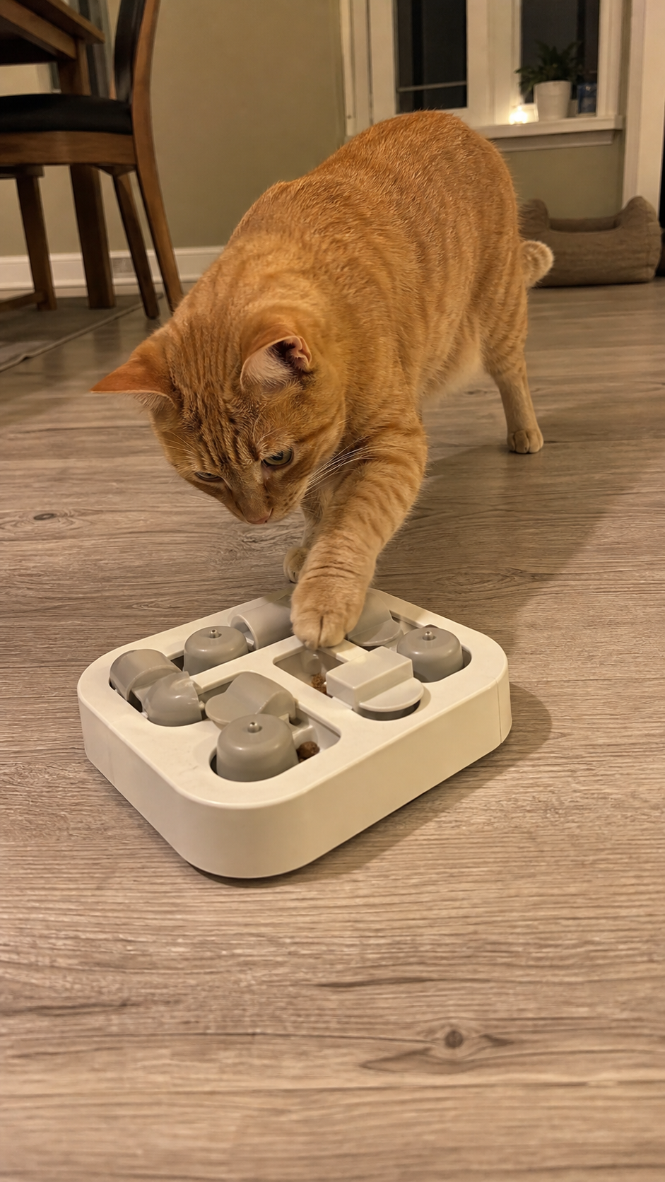 A ginger cat investigates a food puzzle on the floor in a cozy home.
