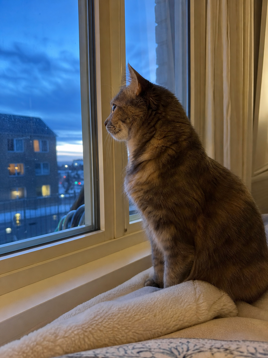 A cat sits by a window at dusk, alert and watching the world outside.