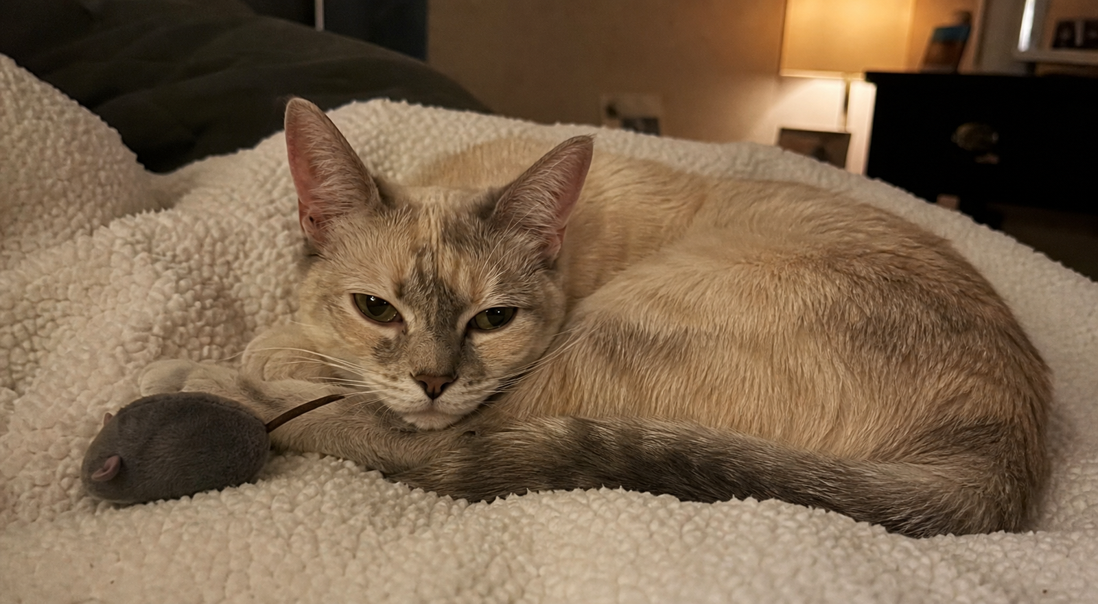 A cat rests calmly on a soft blanket with a toy nearby after an evening play session.