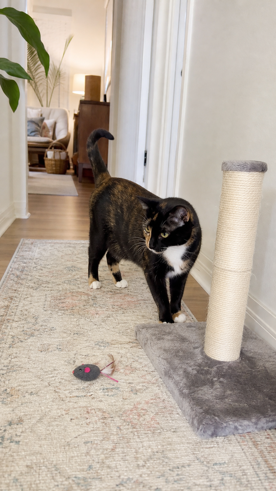 A cat stands near a scratching post, toy and clear hallway route in a cozy home.