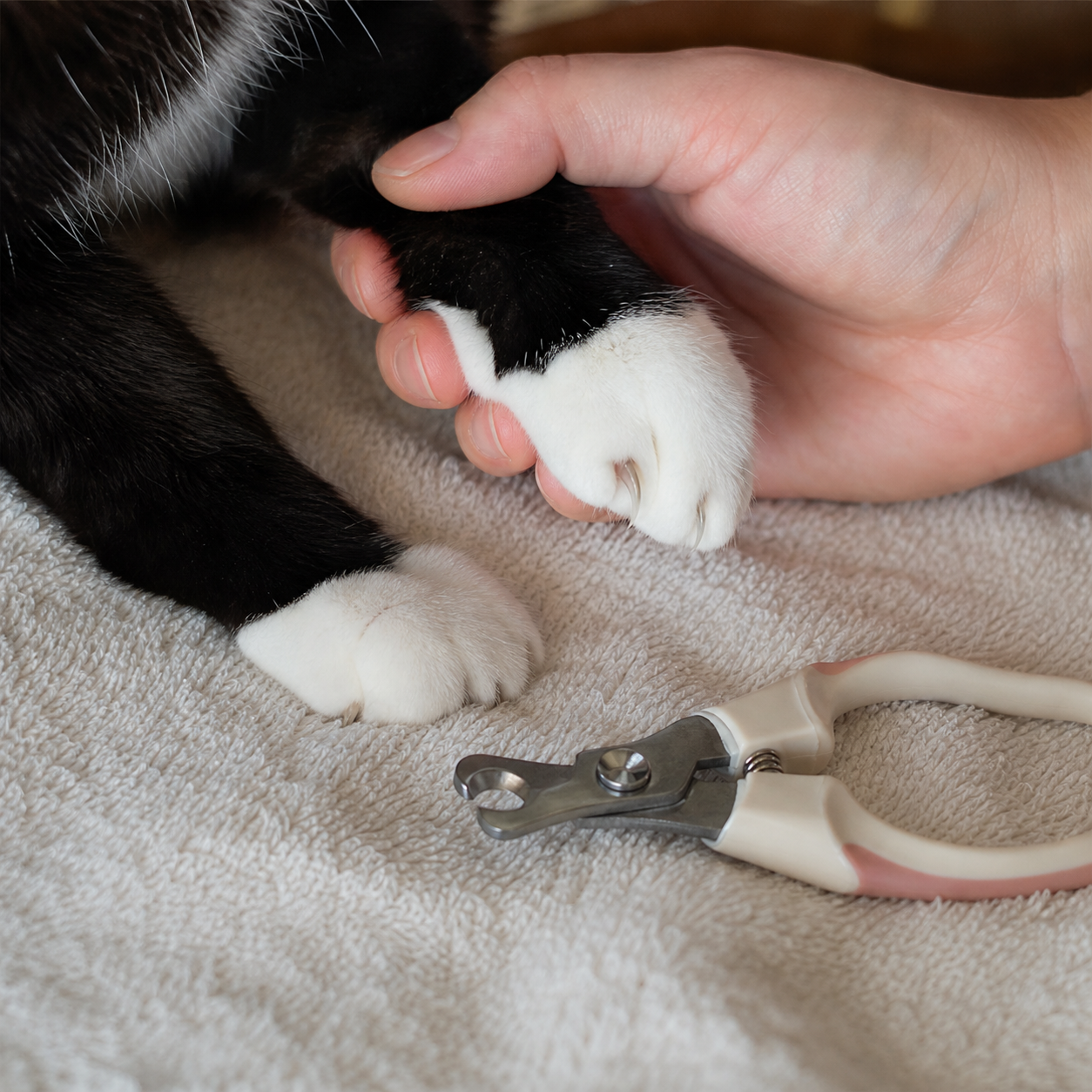 A tuxedo cat's paw rests calmly on a soft towel with nail clippers nearby.