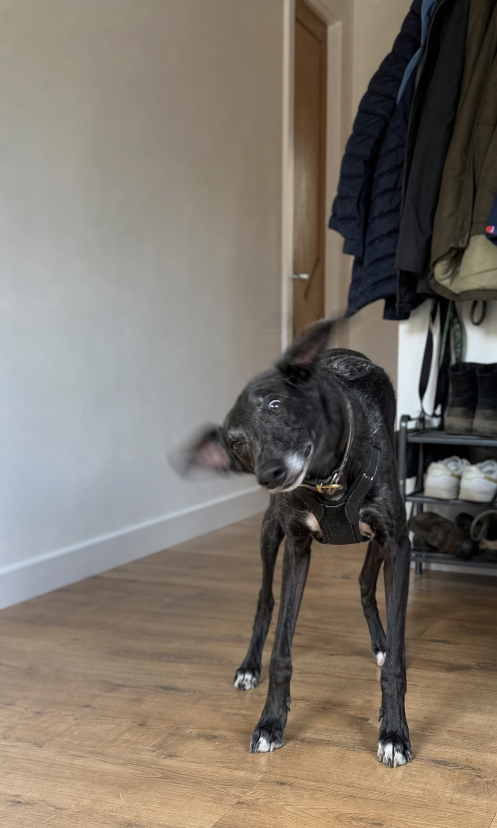 A black lurcher gives a full-body shake in a hallway while still wearing a harness.