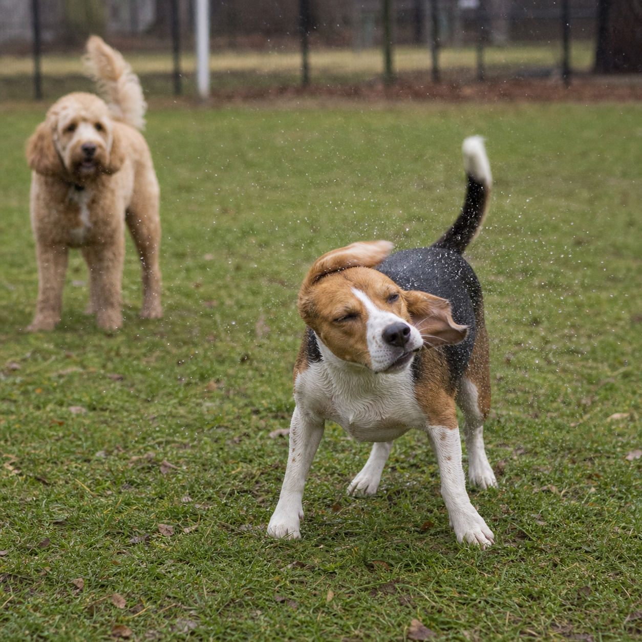 A beagle gives a full-body shake at a dog park while another dog stands in the background.