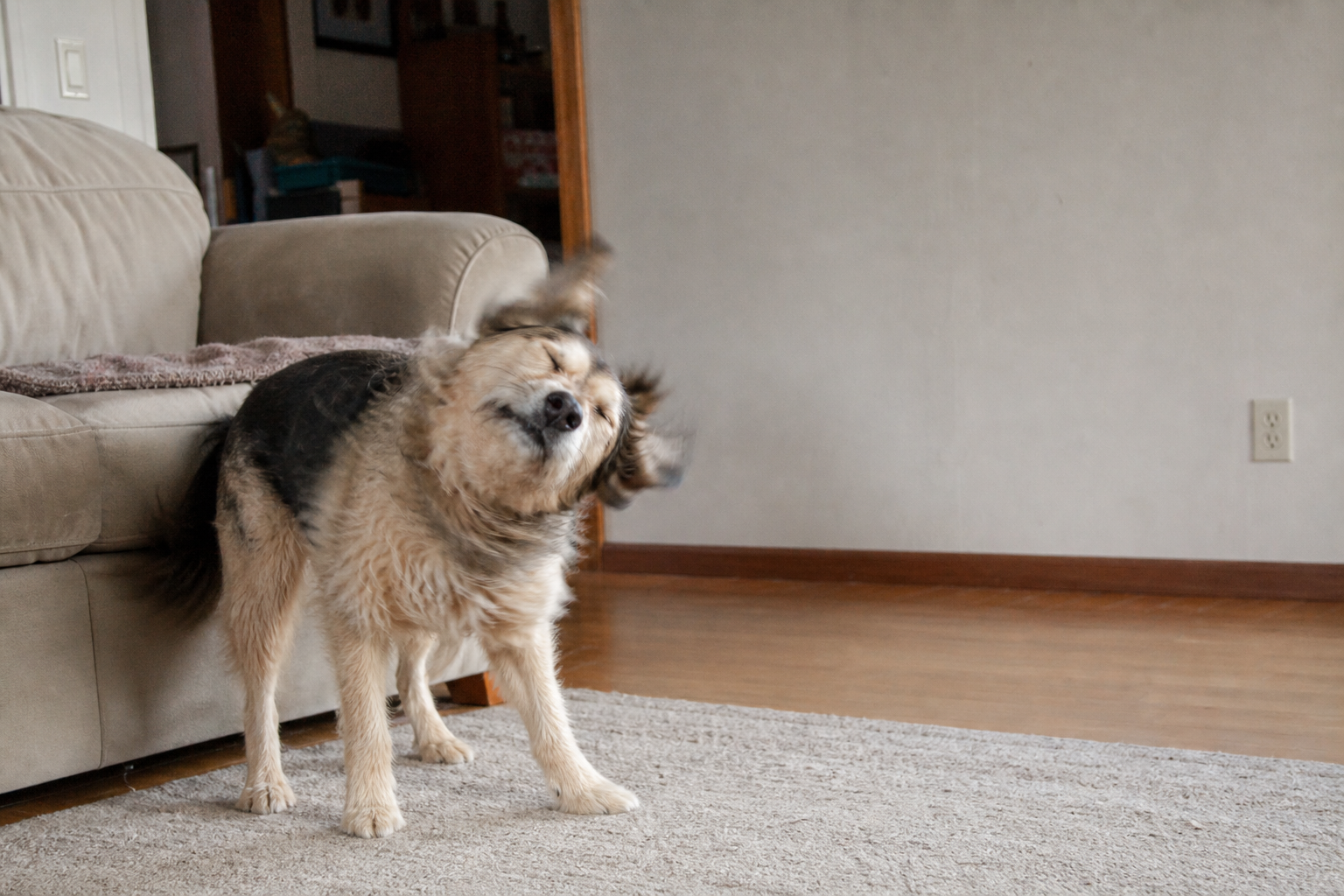 A small apricot poodle mix walks calmly through a doorway while a seated person gives it space.