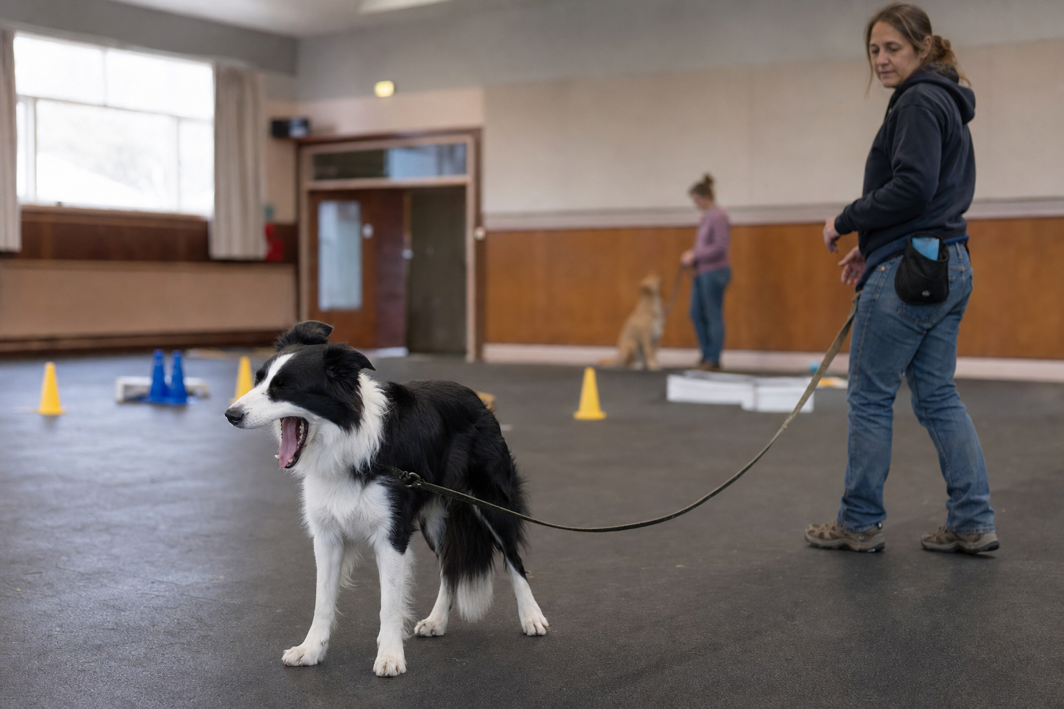 A border collie yawns in a training space while the trainer pauses and gives the dog room.