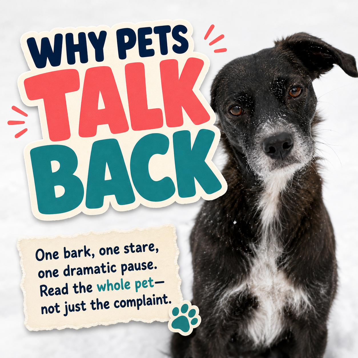 Why Pets Look So Offended When They “Talk Back” 😭🐶🐱