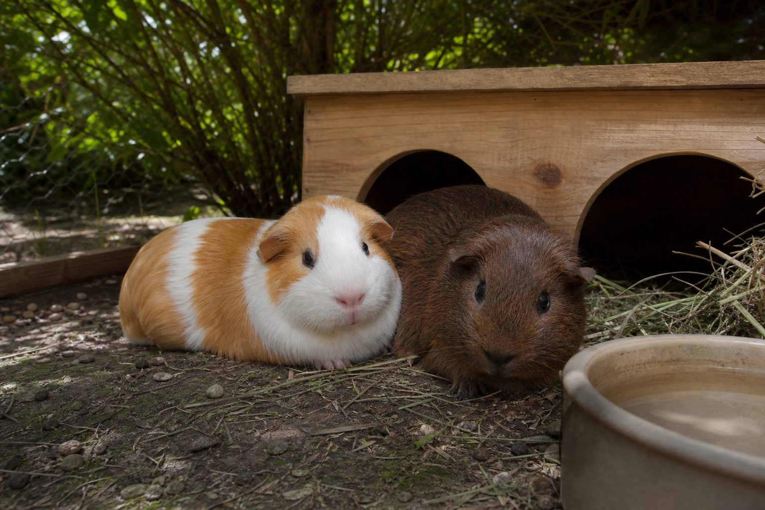 Two guinea pigs resting in leafy shade beside a wooden shelter and ceramic water bowl.