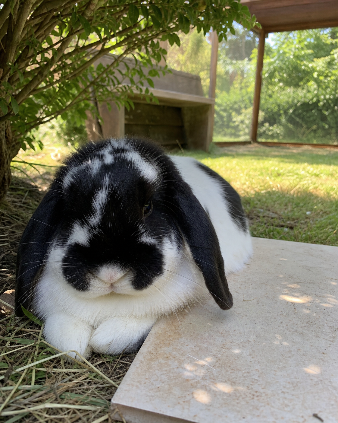 Black-and-white lop rabbit resting in leafy shade beside a cool stone tile.