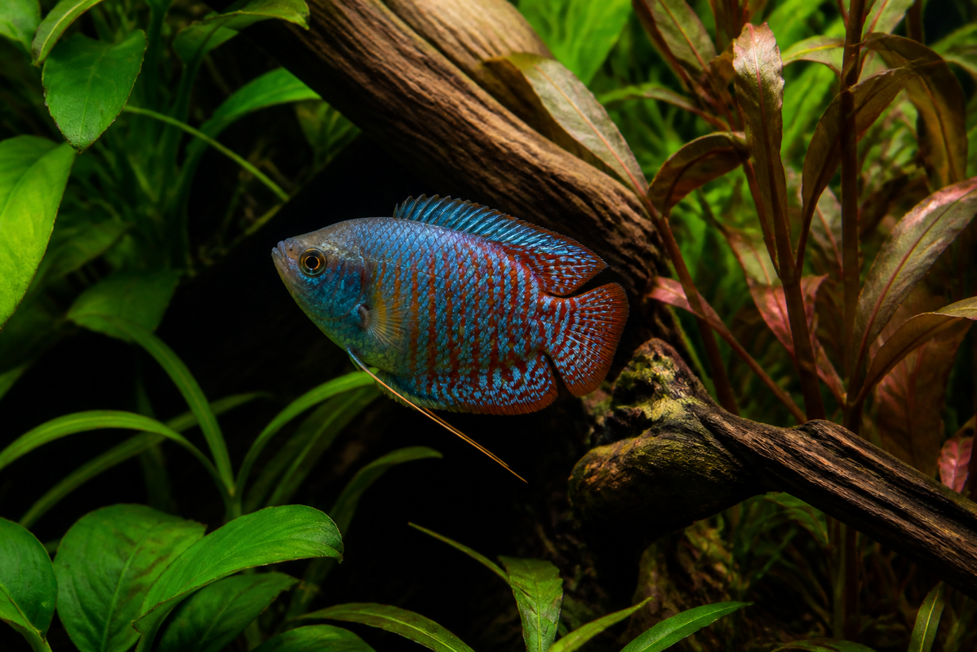 A colourful gourami remains visible beside dense plants and driftwood cover in a clear aquarium.