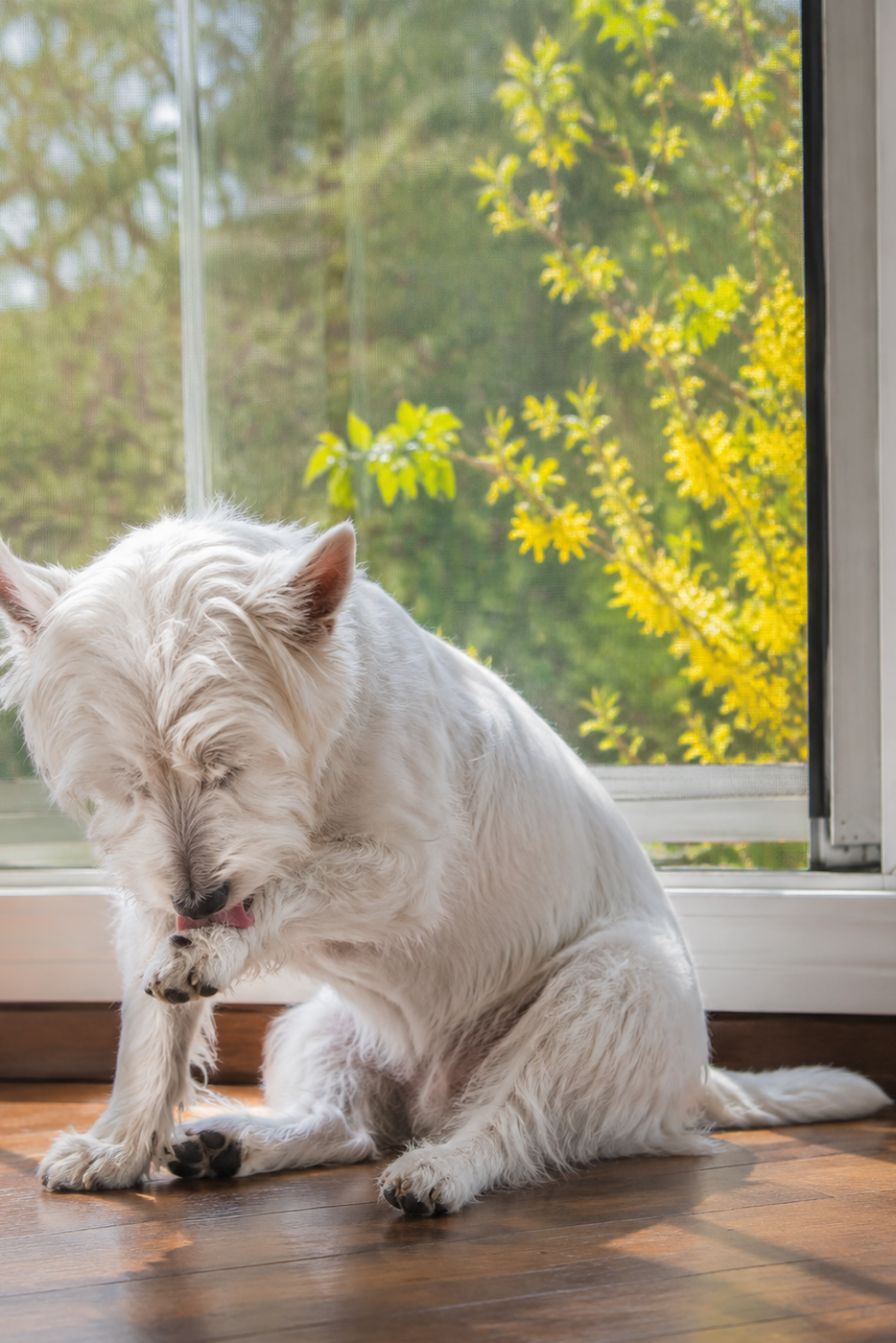 A white terrier licking both front paws beside a window during pollen season, with the full relaxed body visible.