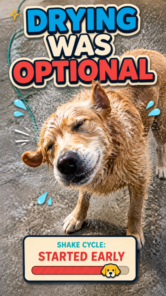 Wet golden dog shaking water from its coat on grey paving beneath the headline Drying Was Optional.