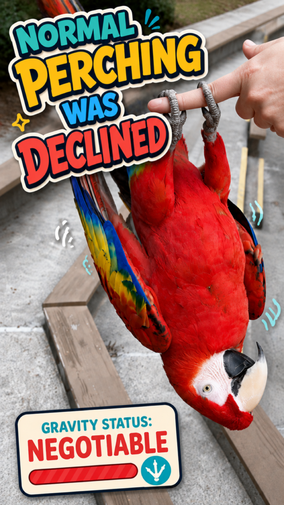 Scarlet macaw hanging upside down from an offered finger beneath the headline Normal Perching Was Declined.